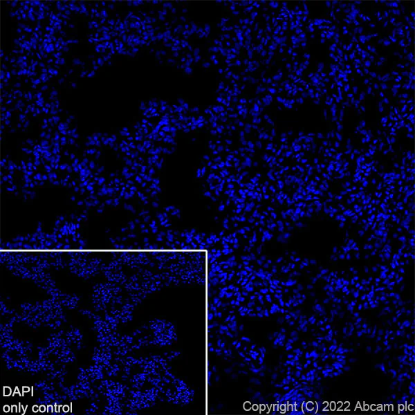 Immunohistochemistry (Frozen sections) - Alexa Fluor® 647 Anti-Synapsin I antibody [EPR23531-50] - Synaptic Marker (AB305212)