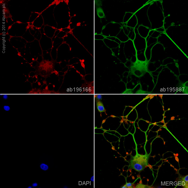 Immunocytochemistry/ Immunofluorescence - Alexa Fluor® 647 Anti-Synaptophysin antibody [YE269] - Synaptic Marker (AB196166), expandable thumbnail