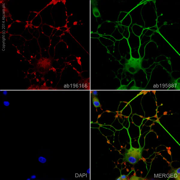 Alexa Fluor® 647 Anti-Synaptophysin antibody [YE269
