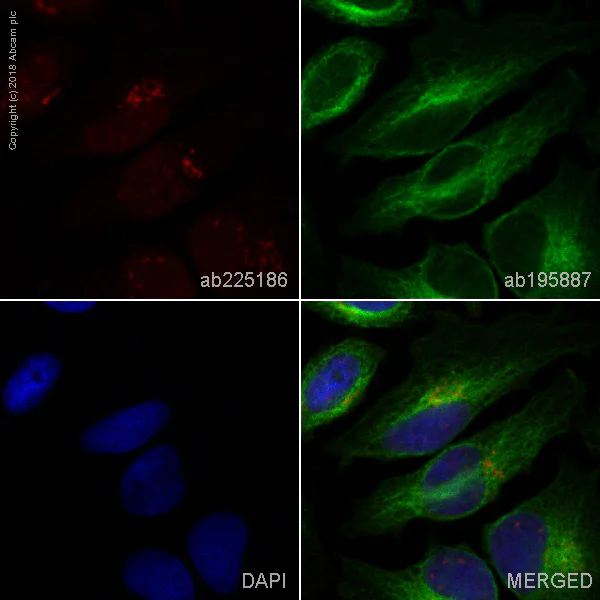 Immunocytochemistry/ Immunofluorescence - Alexa Fluor® 647 Anti-Syntaxin 16 antibody [EPR9156] (AB225186)