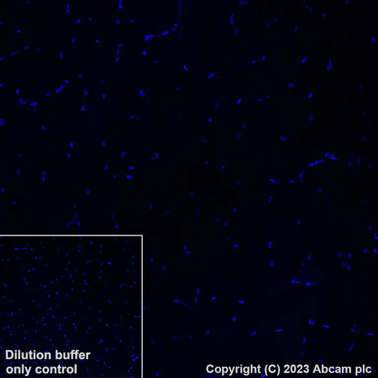 Immunohistochemistry (Formalin/PFA-fixed paraffin-embedded sections) - Alexa Fluor® 647 Anti-Syntaxin 3 antibody [EPR8543] (AB314933)