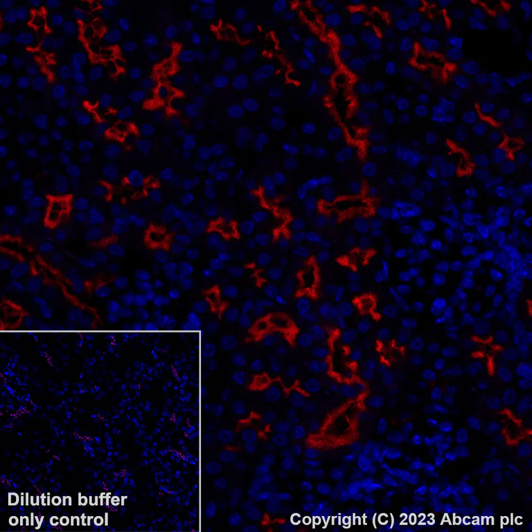 Immunohistochemistry (Formalin/PFA-fixed paraffin-embedded sections) - Alexa Fluor® 647 Anti-Syntaxin 3 antibody [EPR8543] (AB314933)