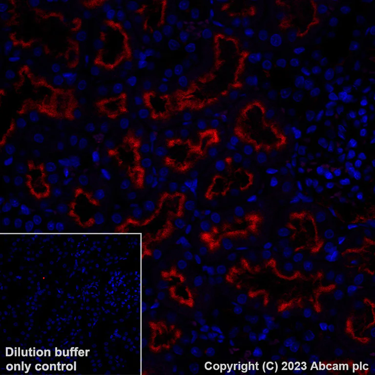 Immunohistochemistry (Formalin/PFA-fixed paraffin-embedded sections) - Alexa Fluor® 647 Anti-Syntaxin 3 antibody [EPR8543] (AB314933)