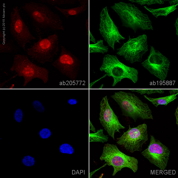 Immunocytochemistry/ Immunofluorescence - Alexa Fluor® 647 Anti-Syntenin antibody [EPR8102] (AB205772)