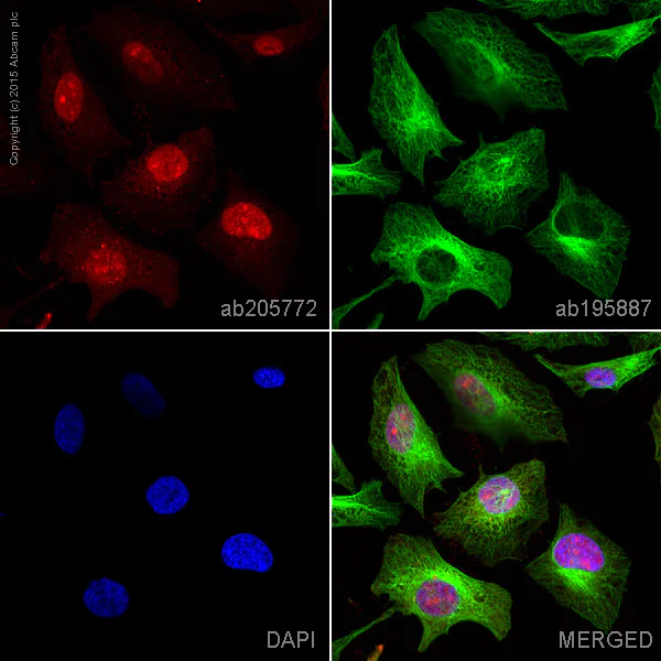 Immunocytochemistry/ Immunofluorescence - Alexa Fluor® 647 Anti-Syntenin antibody [EPR8102] (AB205772)
