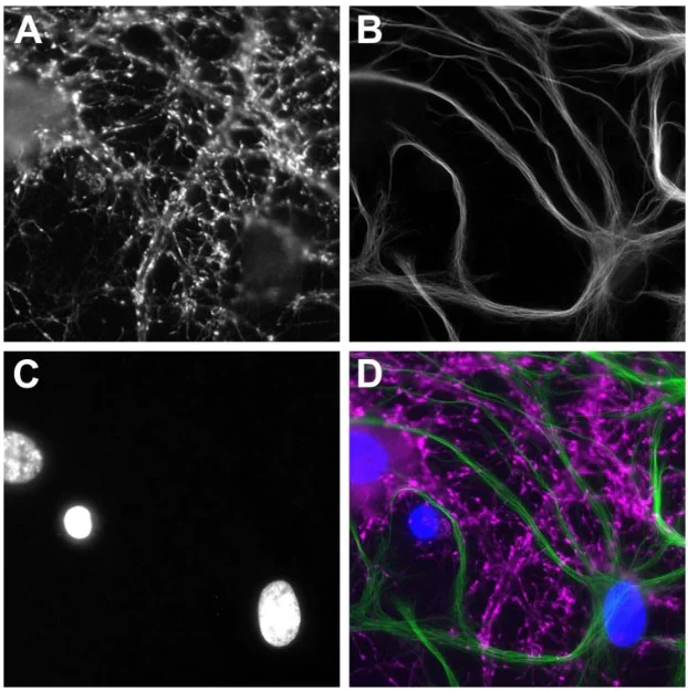 Immunocytochemistry/ Immunofluorescence - Alexa Fluor® 647 Anti-Syt1 VHH antibody [7D5] (AB325290)