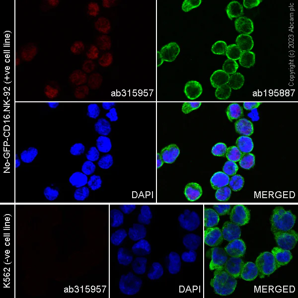 Immunocytochemistry/ Immunofluorescence - Alexa Fluor® 647 Anti-T-bet / Tbx21 antibody [EPR27094-16] (AB315957)