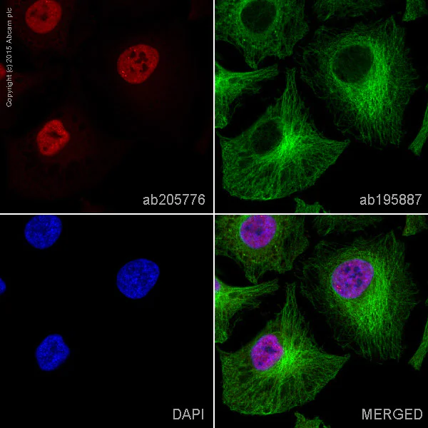 Immunocytochemistry/ Immunofluorescence - Alexa Fluor® 647 Anti-TAF15 antibody [EPR9197(B)] (AB205776)