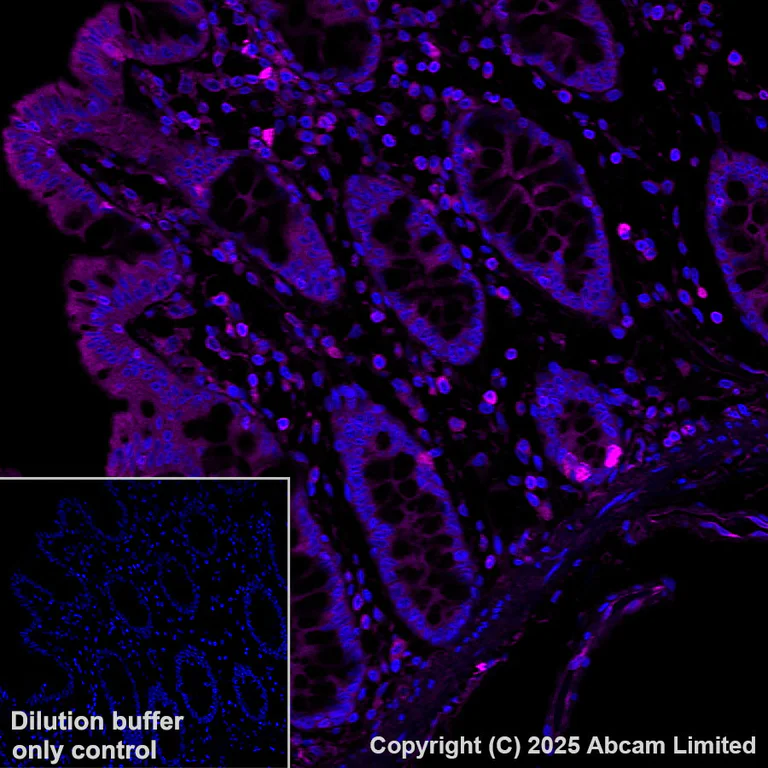 Immunohistochemistry (Formalin/PFA-fixed paraffin-embedded sections) - Alexa Fluor® 647 Anti-TAP1 antibody [EPR26236-92] (AB325698)