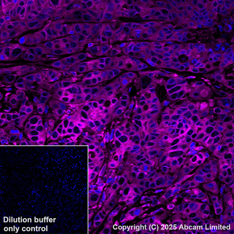 Immunohistochemistry (Formalin/PFA-fixed paraffin-embedded sections) - Alexa Fluor® 647 Anti-TAP1 antibody [EPR26236-92] (AB325698)