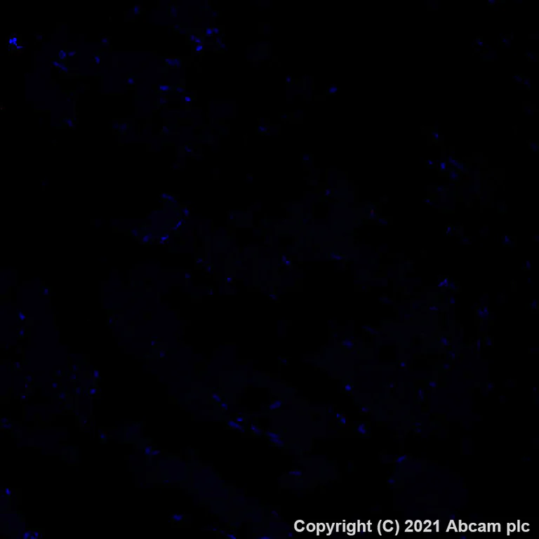 Immunohistochemistry (Formalin/PFA-fixed paraffin-embedded sections) - Alexa Fluor® 647 Anti-Tau antibody [SP70] (AB279688)