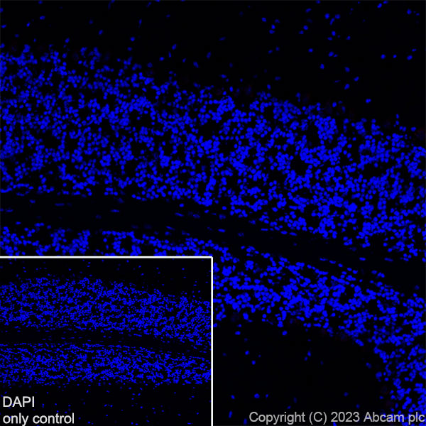 Immunohistochemistry (Frozen sections) - Alexa Fluor® 647 Anti-TBR1 antibody [EPR8138(2)] (AB314473)