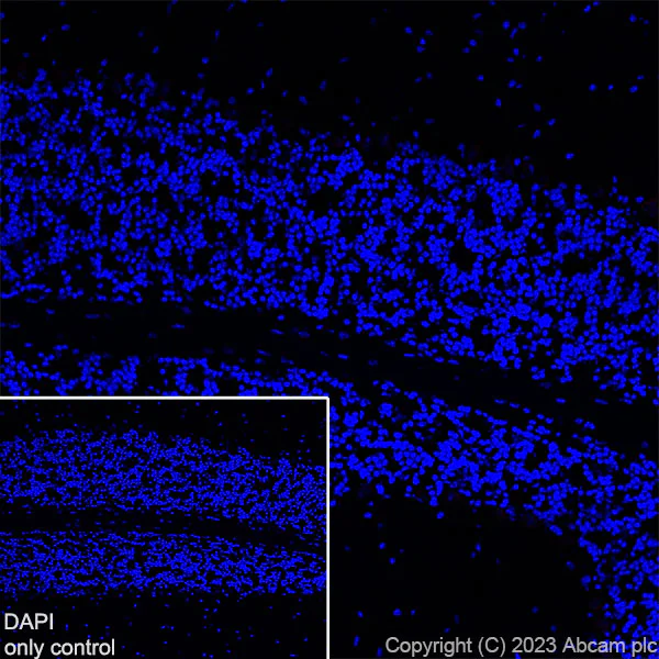 Immunohistochemistry (Frozen sections) - Alexa Fluor® 647 Anti-TBR1 antibody [EPR8138(2)] (AB314473)