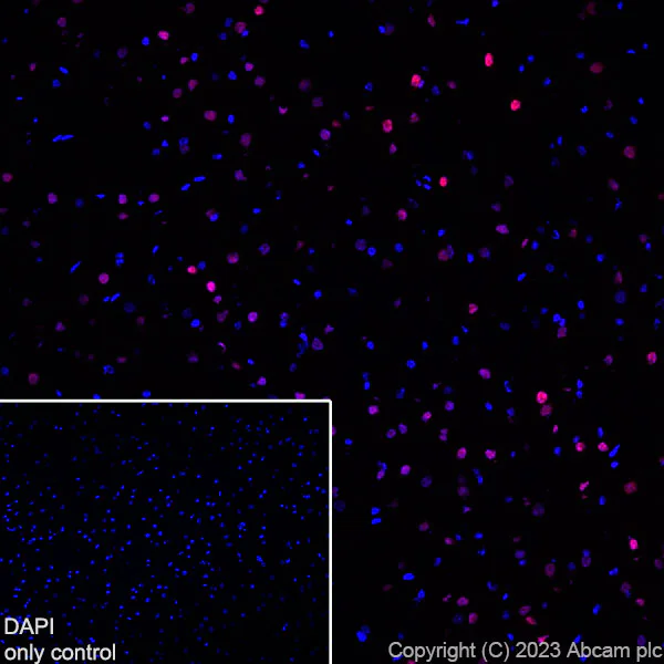 Immunohistochemistry (Frozen sections) - Alexa Fluor® 647 Anti-TBR1 antibody [EPR8138(2)] (AB314473)