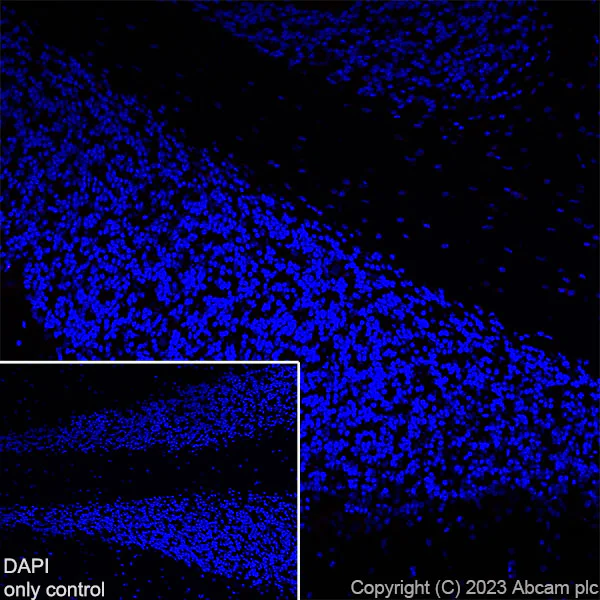 Immunohistochemistry (Frozen sections) - Alexa Fluor® 647 Anti-TBR1 antibody [EPR8138(2)] (AB314473)