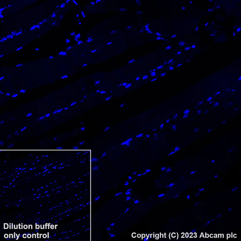 Immunohistochemistry (Formalin/PFA-fixed paraffin-embedded sections) - Alexa Fluor® 647 Anti-TBR2 / Eomes antibody [EPR19012] (AB315356)