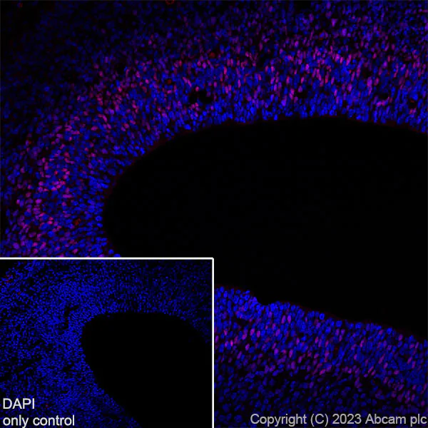 Immunohistochemistry (Frozen sections) - Alexa Fluor® 647 Anti-TBR2 / Eomes antibody [EPR19012] (AB315356)