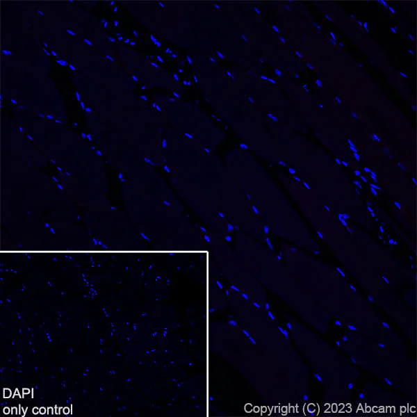 Immunohistochemistry (Frozen sections) - Alexa Fluor® 647 Anti-TBR2 / Eomes antibody [EPR19012] (AB315356)
