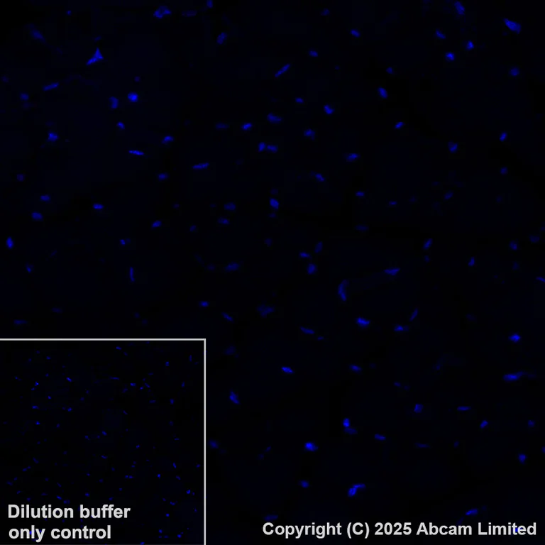 Immunohistochemistry (Formalin/PFA-fixed paraffin-embedded sections) - Alexa Fluor® 647 Anti-TCF7 antibody [EPR28579-5] (AB323657)