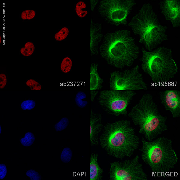 Immunocytochemistry/ Immunofluorescence - Alexa Fluor® 647 Anti-TDP43 antibody [EPR18554] (AB237271), expandable thumbnail