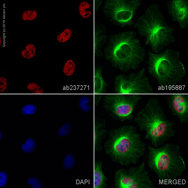 Immunocytochemistry/ Immunofluorescence - Alexa Fluor® 647 Anti-TDP43 antibody [EPR18554] (AB237271)