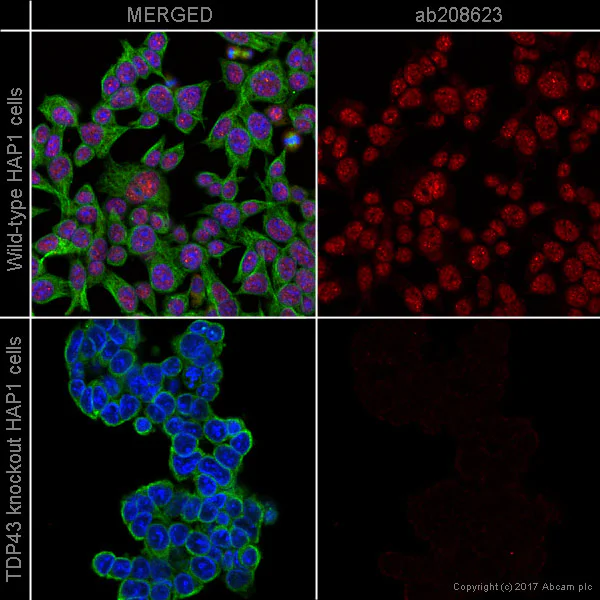 Immunocytochemistry/ Immunofluorescence - Alexa Fluor® 647 Anti-TDP43 antibody [EPR5811] (AB208623)