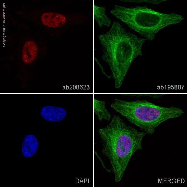 Immunocytochemistry/ Immunofluorescence - Alexa Fluor® 647 Anti-TDP43 antibody [EPR5811] (AB208623)