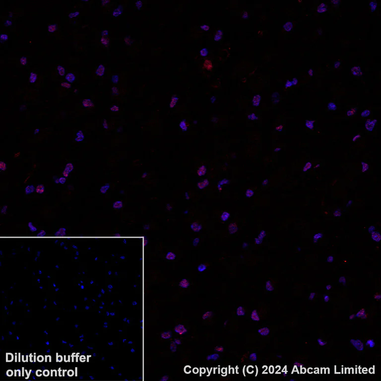 Immunohistochemistry (Formalin/PFA-fixed paraffin-embedded sections) - Alexa Fluor® 647 Anti-TEAD4 antibody [EPR26046-193] (AB323463)