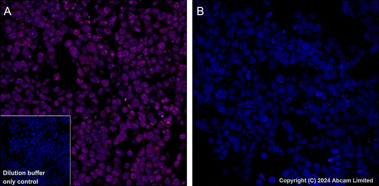 Immunohistochemistry (Formalin/PFA-fixed paraffin-embedded sections) - Alexa Fluor® 647 Anti-TEAD4 antibody [EPR26046-193] (AB323463)