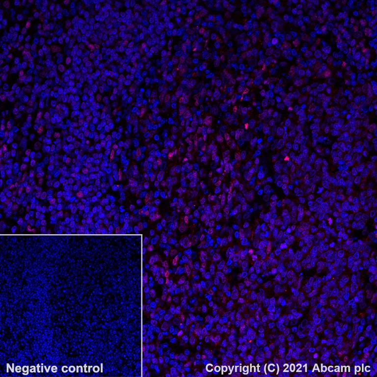 Immunohistochemistry (Formalin/PFA-fixed paraffin-embedded sections) - Alexa Fluor® 647 Anti-TFEB antibody [EPR22940-151] (AB283274)