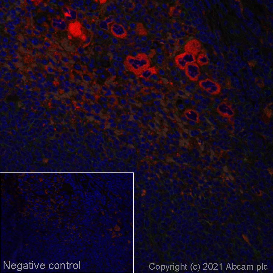 Immunohistochemistry (Formalin/PFA-fixed paraffin-embedded sections) - Alexa Fluor® 647 Anti-TGF beta 1 antibody [EPR21143] (AB281316)