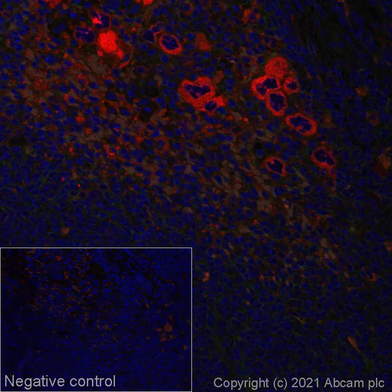 Immunohistochemistry (Formalin/PFA-fixed paraffin-embedded sections) - Alexa Fluor® 647 Anti-TGF beta 1 antibody [EPR21143] (AB281316)