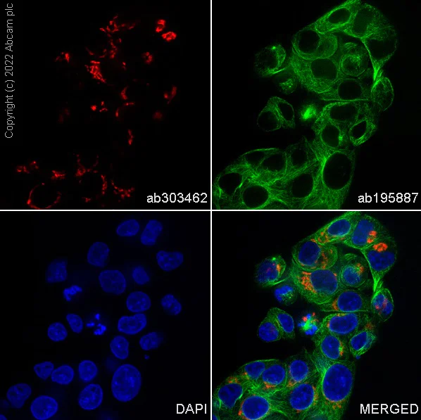 Immunocytochemistry/ Immunofluorescence - Alexa Fluor® 647 Anti-TGN46 antibody [EPR24770-16] - Golgi Marker (AB303462)