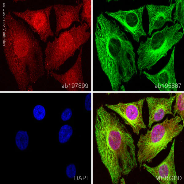 Immunocytochemistry/ Immunofluorescence - Alexa Fluor® 647 Anti-Thymidylate Synthase antibody [EPR4545] (AB197899)