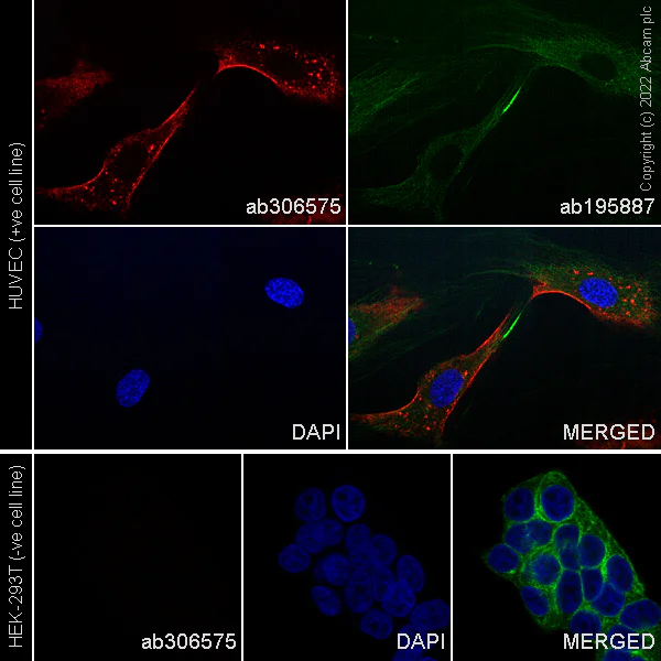 Immunocytochemistry/ Immunofluorescence - Alexa Fluor® 647 Anti-TIE2 antibody [EPR21915] (AB306575)