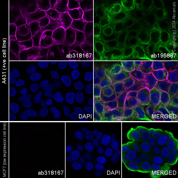 Immunocytochemistry/ Immunofluorescence - Alexa Fluor® 647 Anti-Tissue Factor antibody [EPR22548-232] (AB318167)