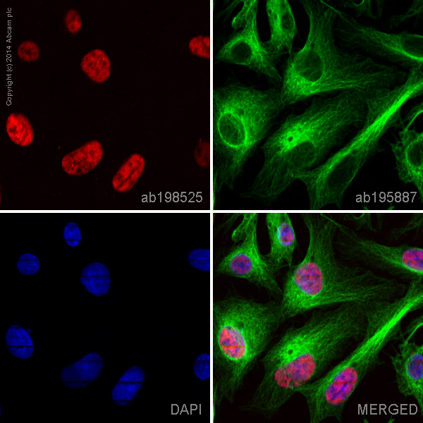 Immunocytochemistry/ Immunofluorescence - Alexa Fluor® 647 Anti-TLE 1 antibody [EPR9386(2)] (AB198525), expandable thumbnail