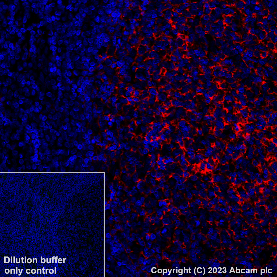 Immunohistochemistry (Formalin/PFA-fixed paraffin-embedded sections) - Alexa Fluor® 647 Anti-TMEM119 antibody [EPR25865-89] - Microglial marker (AB313674), expandable thumbnail