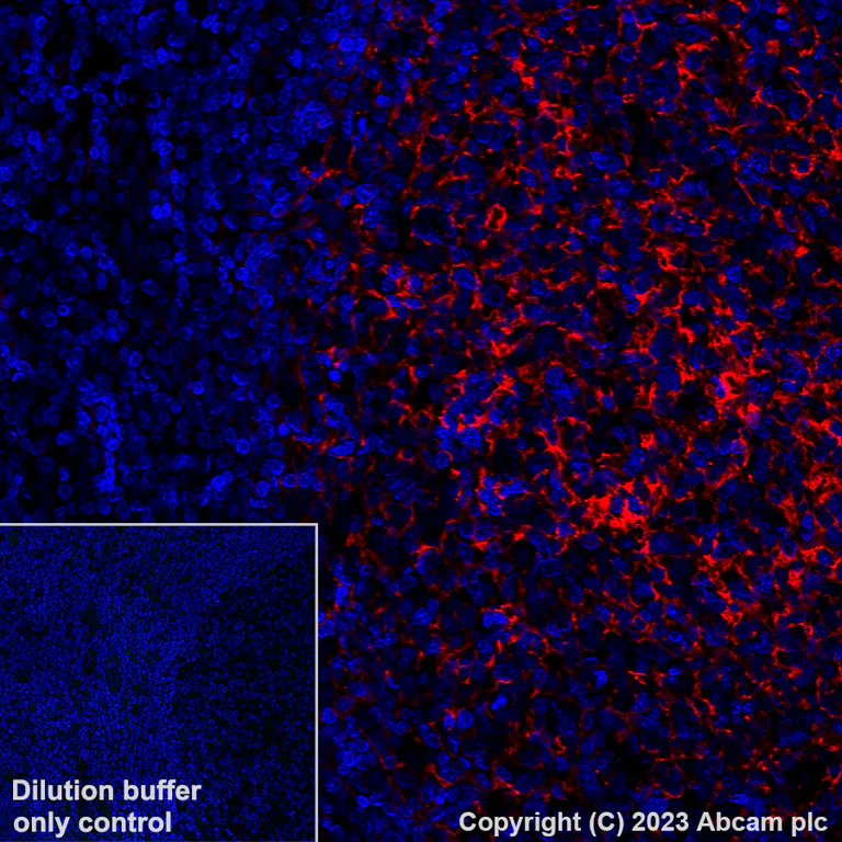 Immunohistochemistry (Formalin/PFA-fixed paraffin-embedded sections) - Alexa Fluor® 647 Anti-TMEM119 antibody [EPR25865-89] - Microglial marker (AB313674)