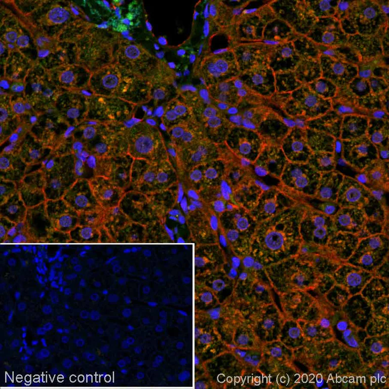 Immunohistochemistry (Formalin/PFA-fixed paraffin-embedded sections) - Alexa Fluor® 647 Anti-TMEM16A antibody [SP31] (AB267509)