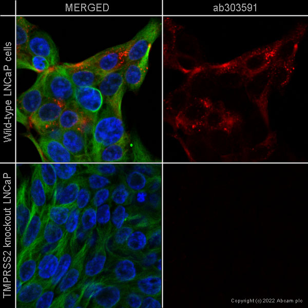 Immunocytochemistry/ Immunofluorescence - Alexa Fluor® 647 Anti-TMPRSS2 antibody [EPR24407-87] (AB303591), expandable thumbnail