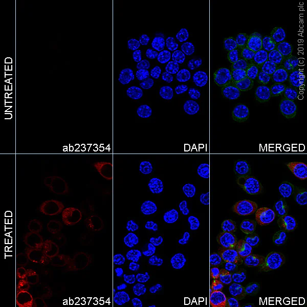 Immunocytochemistry/ Immunofluorescence - Alexa Fluor® 647 Anti-TNF alpha antibody [EPR20972] (AB237354)