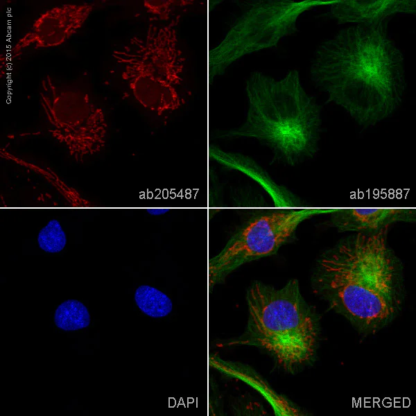 Immunocytochemistry/ Immunofluorescence - Alexa Fluor® 647 Anti-TOMM20 antibody [EPR15581-39] - Mitochondrial Marker (AB205487)