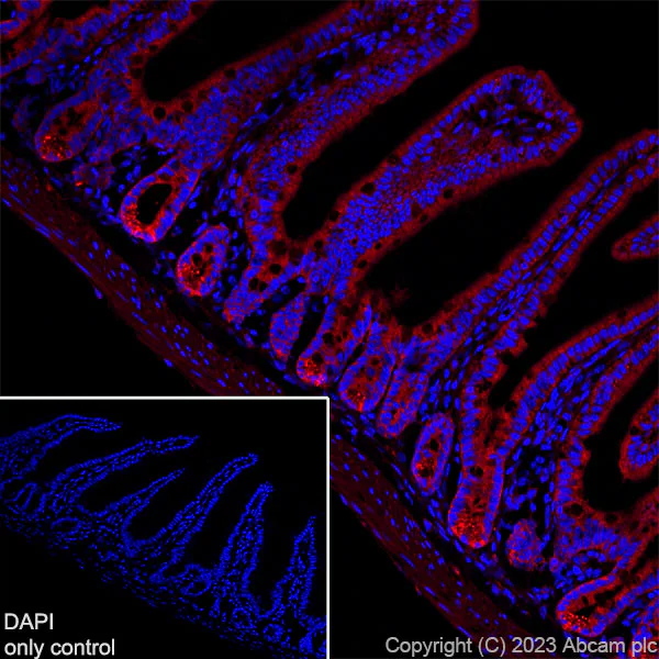Alexa Fluor® 647 Anti-TOMM20抗体[EPR15581-39] - Rat IgG2a (Chimeric ...