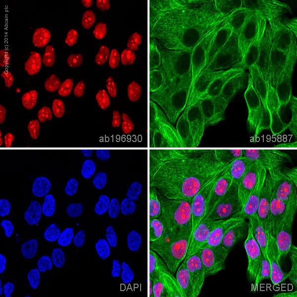 Immunocytochemistry/ Immunofluorescence - Alexa Fluor® 647 Anti-Topoisomerase I antibody [EPR5375] (AB196930)