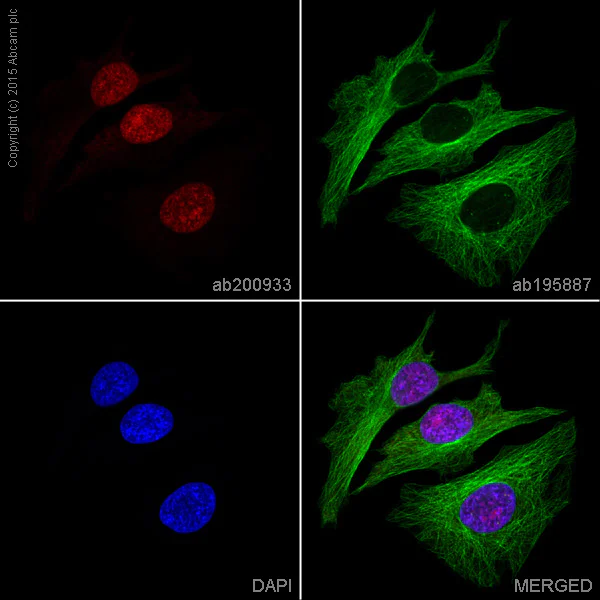 Immunocytochemistry/ Immunofluorescence - Alexa Fluor® 647 Anti-Topoisomerase II alpha + Topoisomerase II beta/TOP2B antibody [EPR5377] (AB200993)