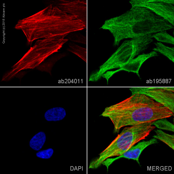 Immunocytochemistry/ Immunofluorescence - Alexa Fluor® 647 Anti-TPPP antibody [EPR3316] (AB204011), expandable thumbnail