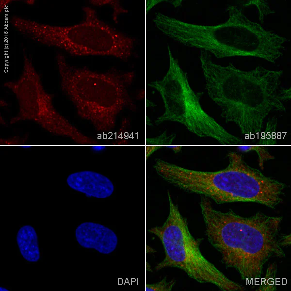 Immunocytochemistry/ Immunofluorescence - Alexa Fluor® 647 Anti-TRAF6 antibody [EP591Y] (AB214941)