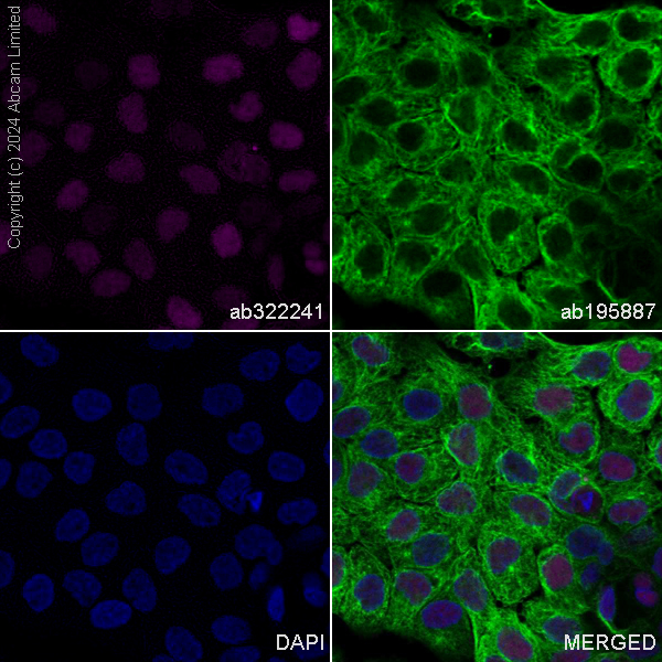 Immunocytochemistry/ Immunofluorescence - Alexa Fluor® 647 Anti-Transaldolase 1 antibody [EPR28140-51] (ab322241), expandable thumbnail