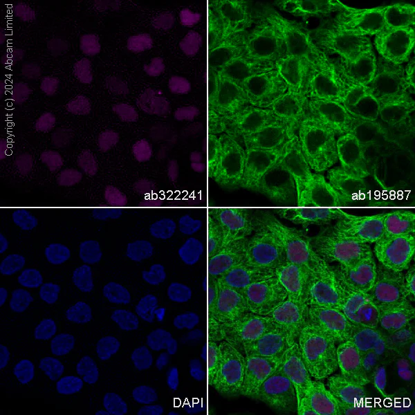 Immunocytochemistry/ Immunofluorescence - Alexa Fluor® 647 Anti-Transaldolase 1 antibody [EPR28140-51] (AB322241)